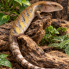 Tiliqua scincoides intermedia