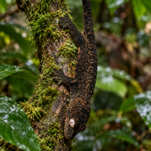 Mniarogekko chahoua