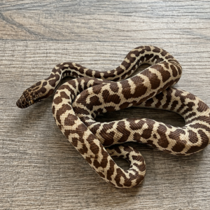 Antaresia stimsoni wheatbelt