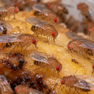 Drosophiles Melanogaster (mini)