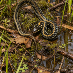 Thamnophis eques scotti