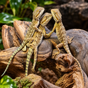 Pogona henrylawsoni